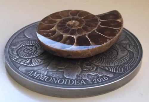 Монета Буркина-Фасо с древним моллюском аммонитом
